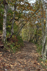 Fototapeta na wymiar Landscape in the beautiful Plitvice National Park, in Croatia, in the fall