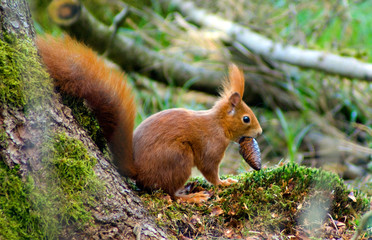 squirrel on tree