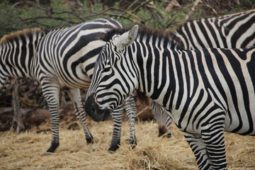 Obraz na płótnie Canvas zebras