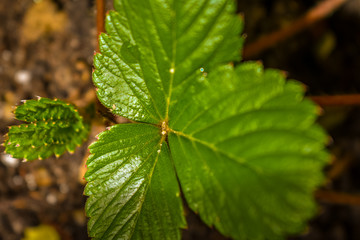 Strawberry Leaf Detail Overhead View