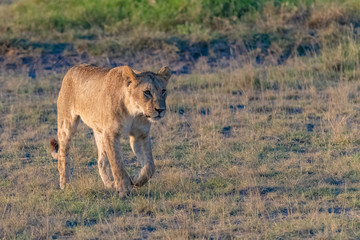 A young lion walking in the savannah, in Tanzania