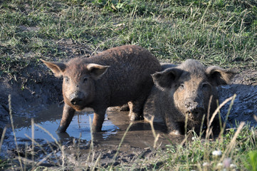 Pigs of the Mangalica breed