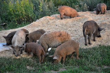 Pigs of the Mangalica breed