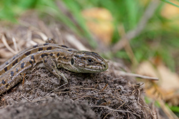 Fototapeta premium Brown lizard on a summer day on the ground. Close-up nature.