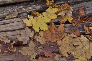 Landscape in Plitvice National Park, Croatia, in the fall