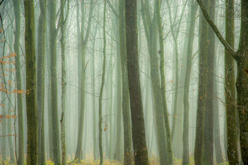 Dense fog in the autumn forest