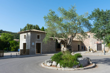 Fototapeta na wymiar courtyard of the monastery of lluc in Mallorca