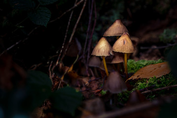 Forest floor fungi