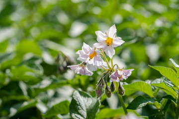 Potato flowers and green leaves. Potato field in the Netherlands. Summer.