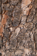 The bark of pine. Brown background of natural wood. The texture of the bark of a tree. Creative vintage background.