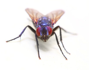The House Fly - Musca Domestica is dangerous vehicle of pathogens. Insect isolated on white background.