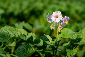 Potato flowers and green leaves. Potato field in the Netherlands. Summer.