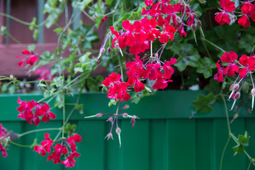 Red and white geranium in the park.