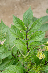 Green leafs close up of potatoes as background