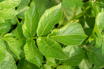 Green leafs close up of potatoes as background