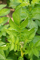 Green leafs close up of potatoes as background