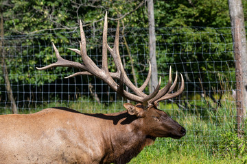 Naklejka na ściany i meble Elk - wapiti in a conservation and wilderness area