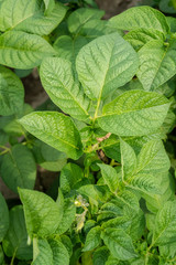 Green leafs close up of potatoes as background
