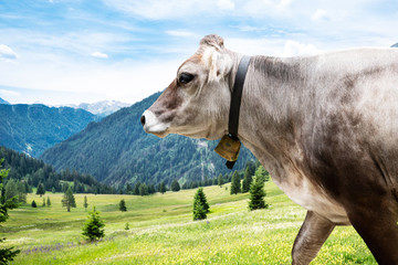 Cow In Mountains In Summer