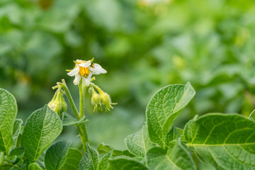 Potato flowers and green leaves. Potato field in the Netherlands. Summer.