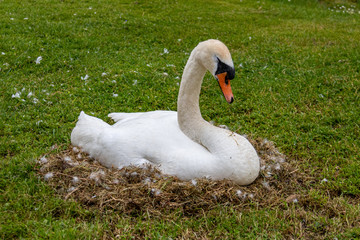 Cygne dans son nid