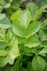 Green leafs close up of potatoes as background