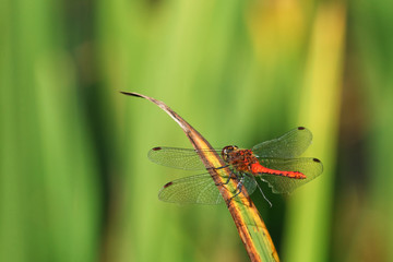 Common Darter dragonfly perched ready for flight