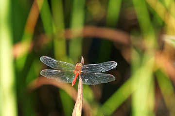 Common Darter dragonfly perched ready for flight