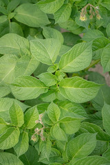 Green leafs close up of potatoes as background