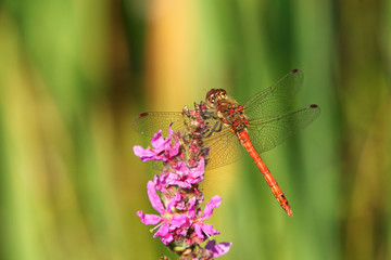 Common Darter dragonfly perched ready for flight