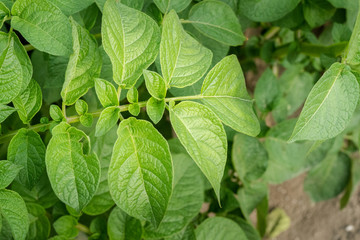 Green leafs close up of potatoes as background