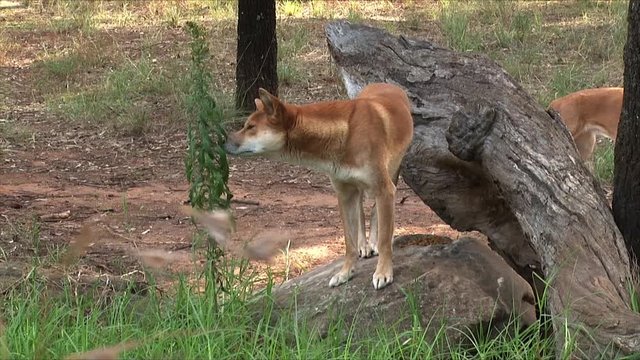 Two wild dingo dogs walk in the bush of Australia.