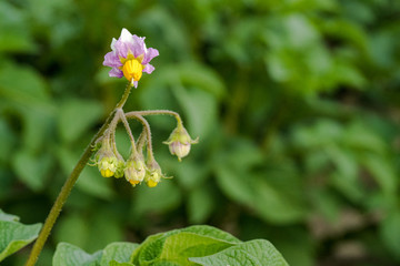 Potato flowers and green leaves. Potato field in the Netherlands. Summer.