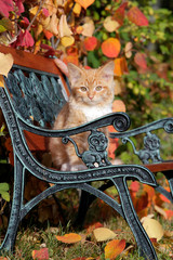Ginger tabby Kitten, few week, sitting on bench.