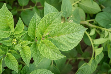 Fototapeta na wymiar Green leafs close up of potatoes as background