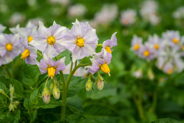 Potato flowers and green leaves. Potato field in the Netherlands. Summer.