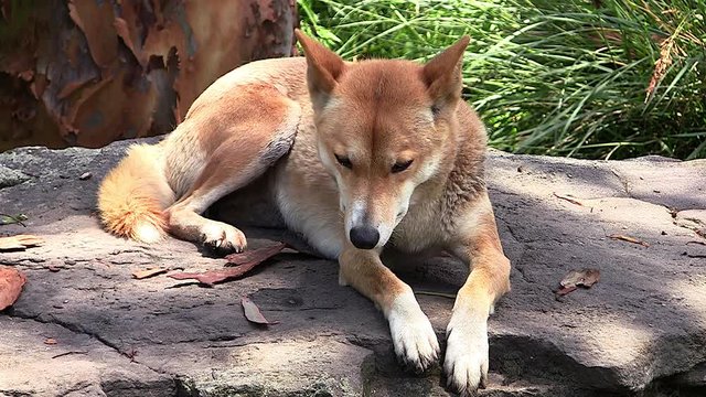 A wild dingo dog sits in the sun in the bush in Australia.