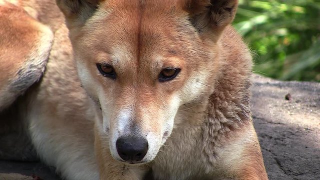 Close up of the face of a wild dingo dog sits in the sun in the bush in Australia.