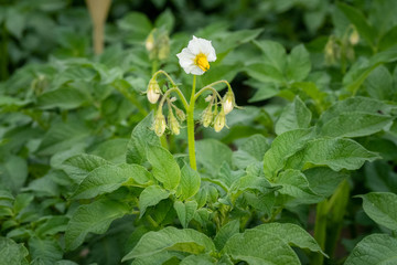Potato flowers and green leaves. Potato field in the Netherlands. Summer.