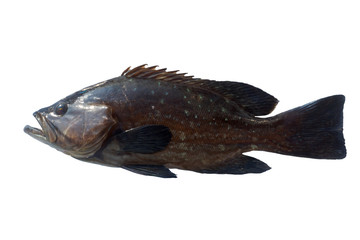 Black grouper, Black sea bass (Centropristis striata). Fish isolated on white background