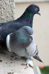 pigeons together