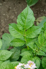Green leafs close up of potatoes as background