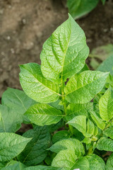 Green leafs close up of potatoes as background