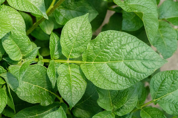 Green leafs close up of potatoes as background
