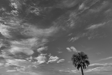 Palmetto Palm Tree And Morning Sky.