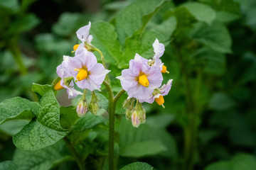 Potato flowers and green leaves. Potato field in the Netherlands. Summer.