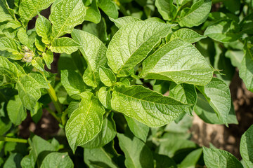 Green leafs close up of potatoes as background