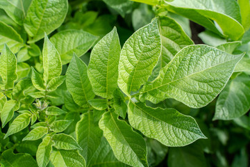 Green leafs close up of potatoes as background