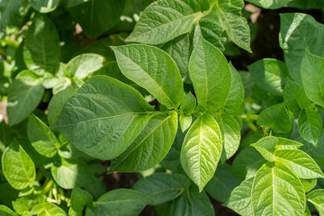 Green leafs close up of potatoes as background