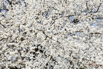 Blooming branch of cherry tree